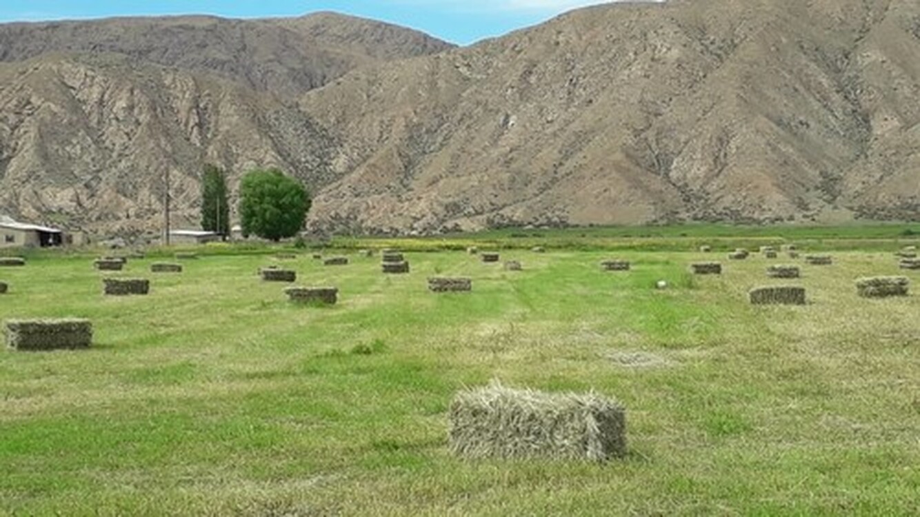 Цены на сено в Кыргызстане выросли на 16 сомов за неделю, - Госантимонополия — Today.kg