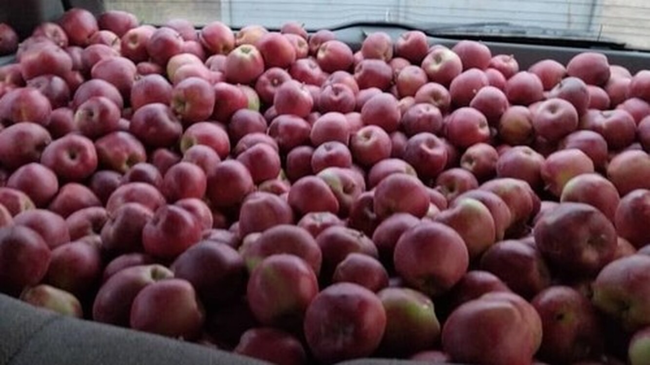 Россельхознадзор не допустил ввоз 2 тонн яблок из Кыргызстана — Today.kg