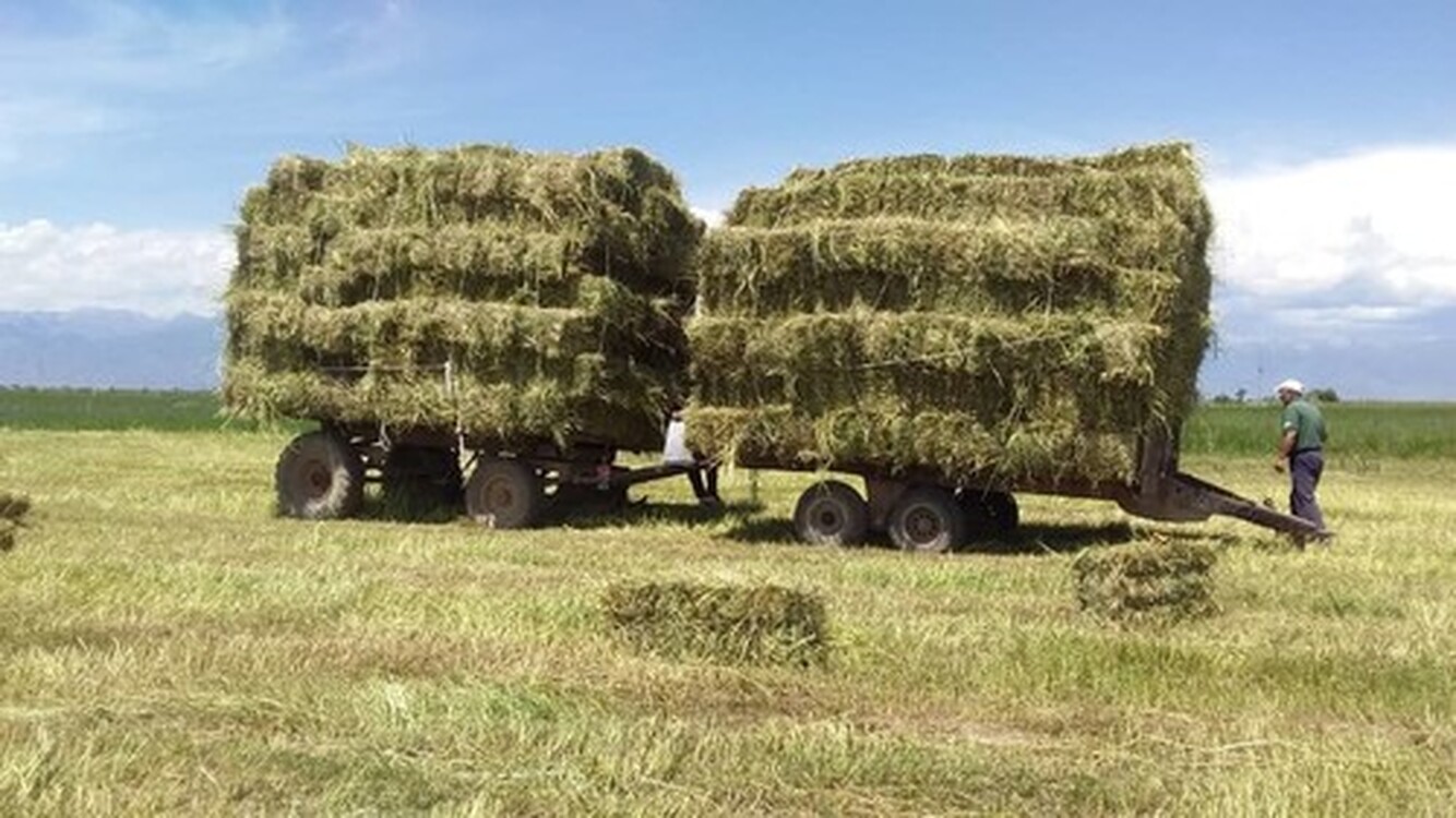 За неделю стоимость сена выросла на 20 сомов до 331 сома/тюк, - Госантимонополия — Today.kg