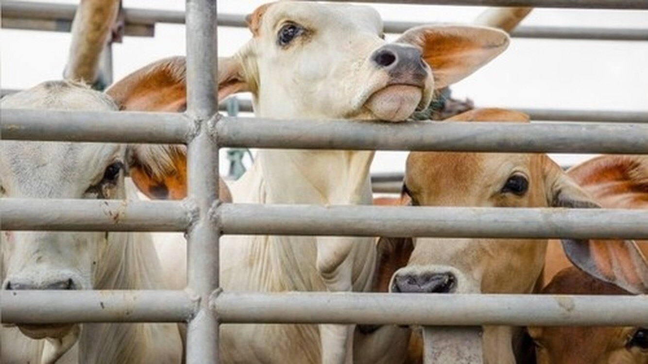 В 2021 году Кыргызстан увеличил импорт крупного рогатого скота в 7 раз, - Нацстатком — Today.kg