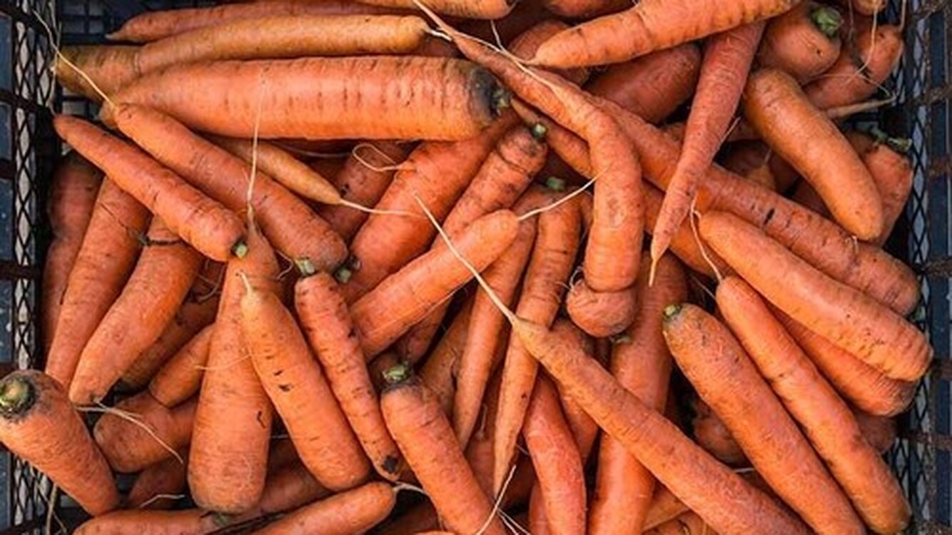 За 9 месяцев Кыргызстан экспортировал 164 тонны моркови в ряд областей России, - Россельхознадзор — Today.kg