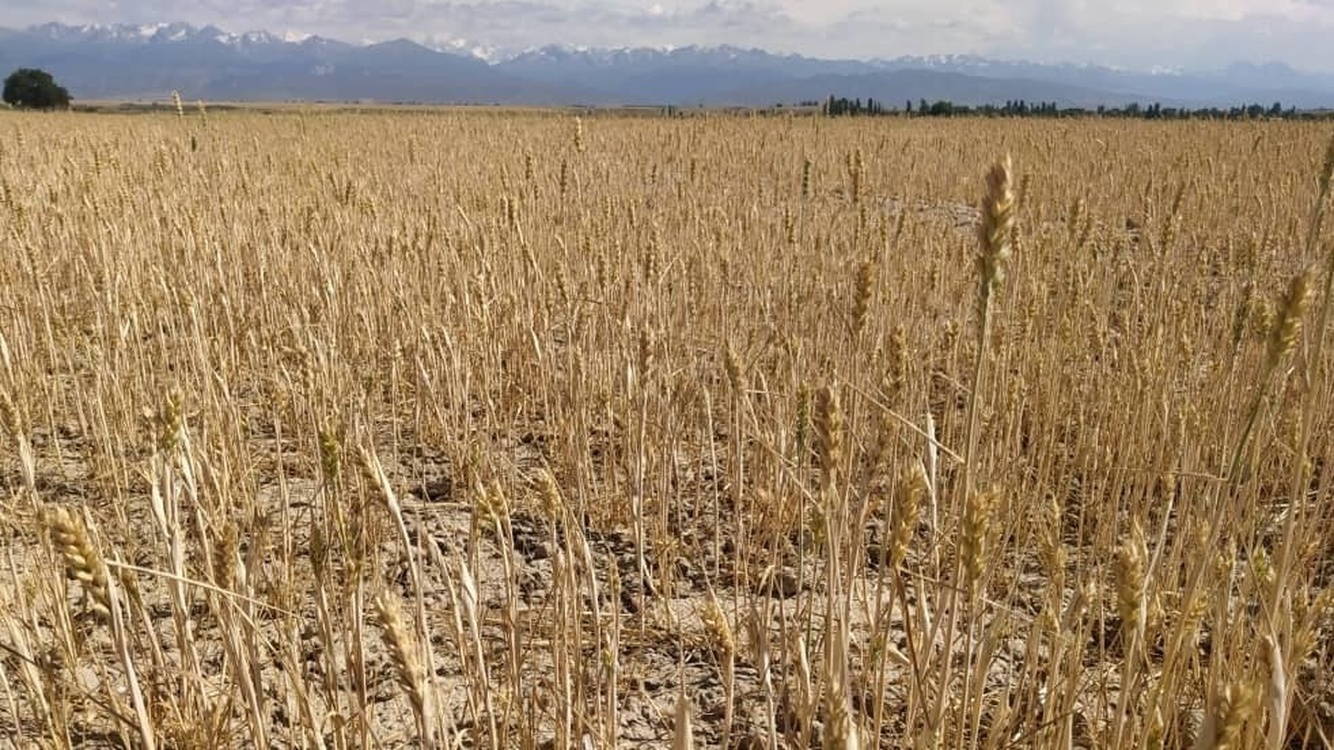В Кыргызстане из-за засухи снизилась урожайность сельхозкультур — Today.kg