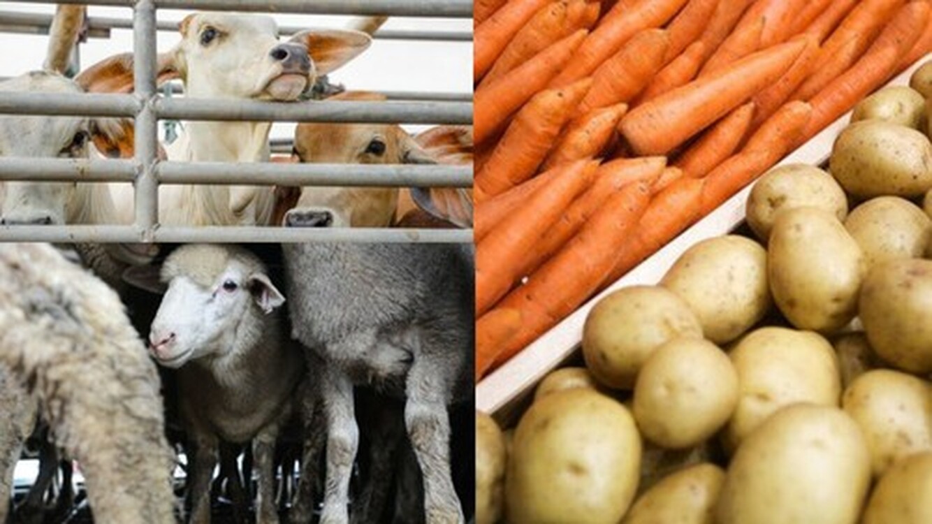 В Казахстане вступил в силу запрет на вывоз скота, картофеля и моркови — Today.kg
