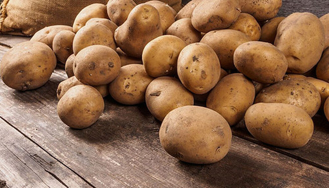 Потребность кыргызстанцев в картофеле составляет 700 тыс. тонн в год, - Госантимонополия — Today.kg