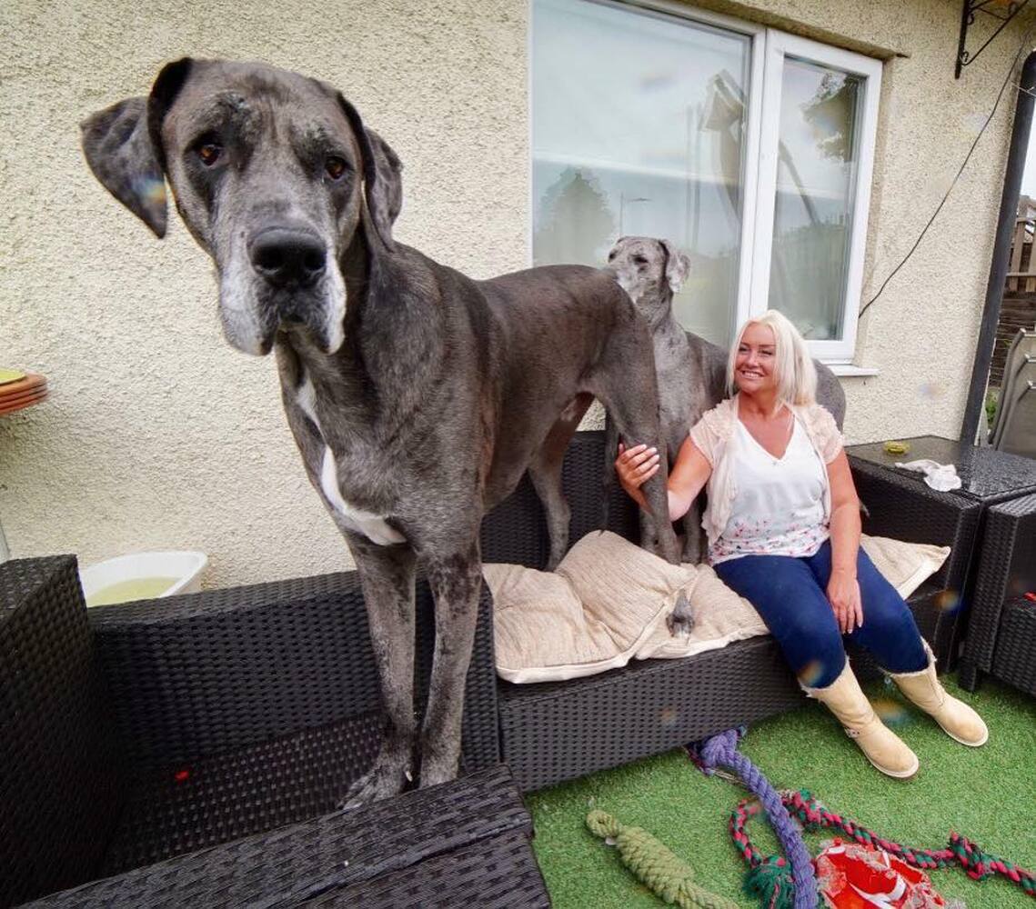 Умерла самая высокая собака в мире — Today.kg