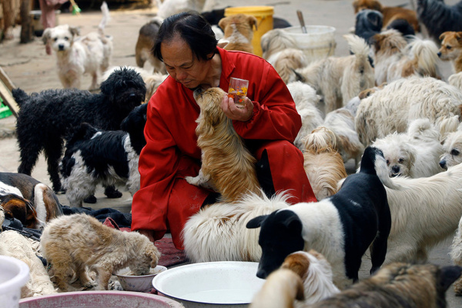 Китай исключил собак из списка съедобных животных — Today.kg