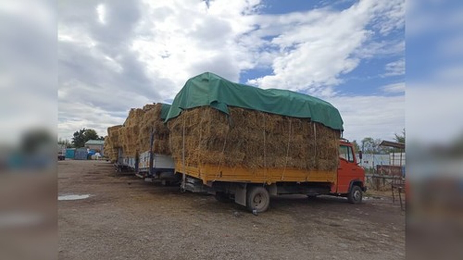 В этом году в Кыргызстане из-за засухи собрано на 30% меньше кормов, - Минсельхоз — Today.kg