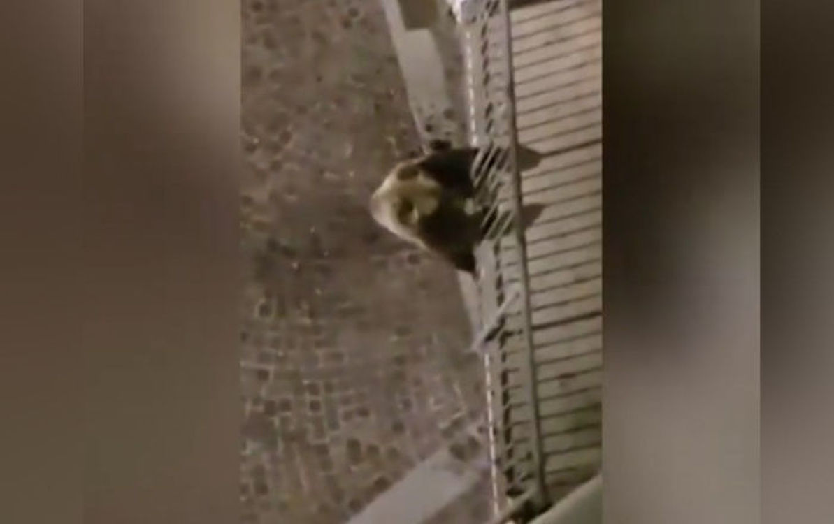 Медведь залез на балкон второго этажа и напугал до смерти итальянцев. Видео — Today.kg