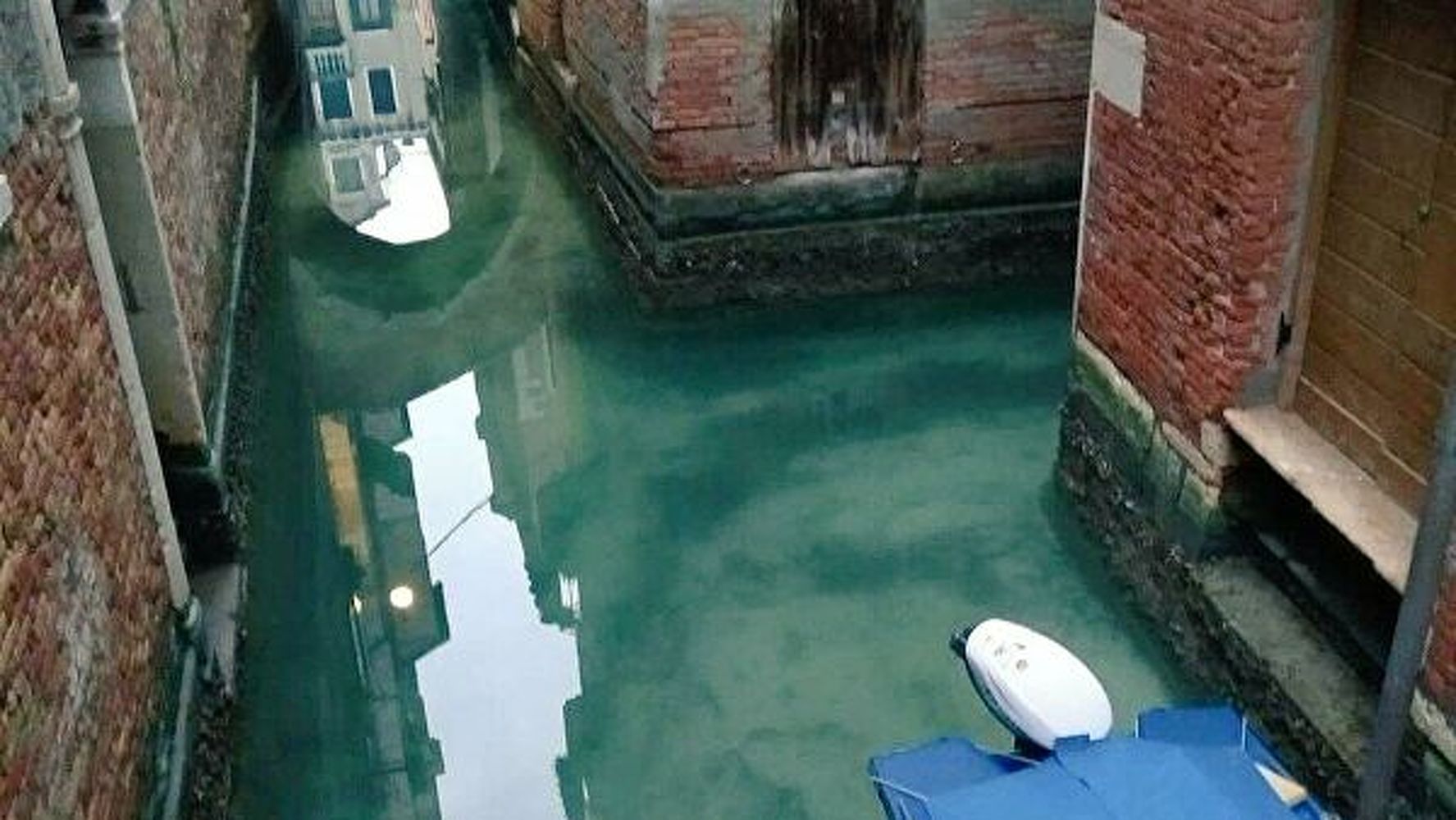 дельфины в каналах венеции
