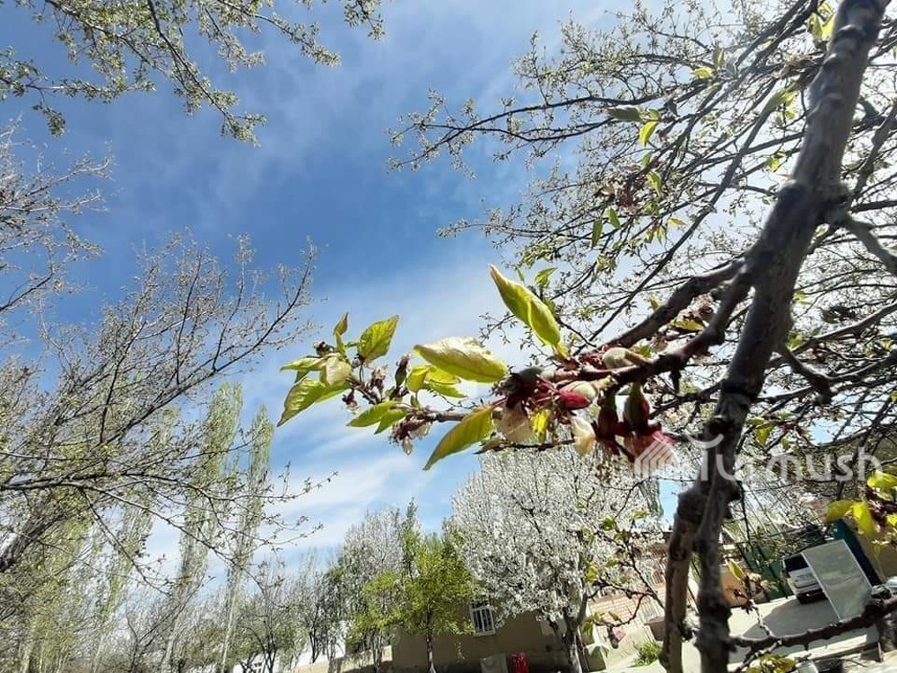 В результате минусовой температуры в Баткене замерзли абрикосы, - местный житель — Today.kg