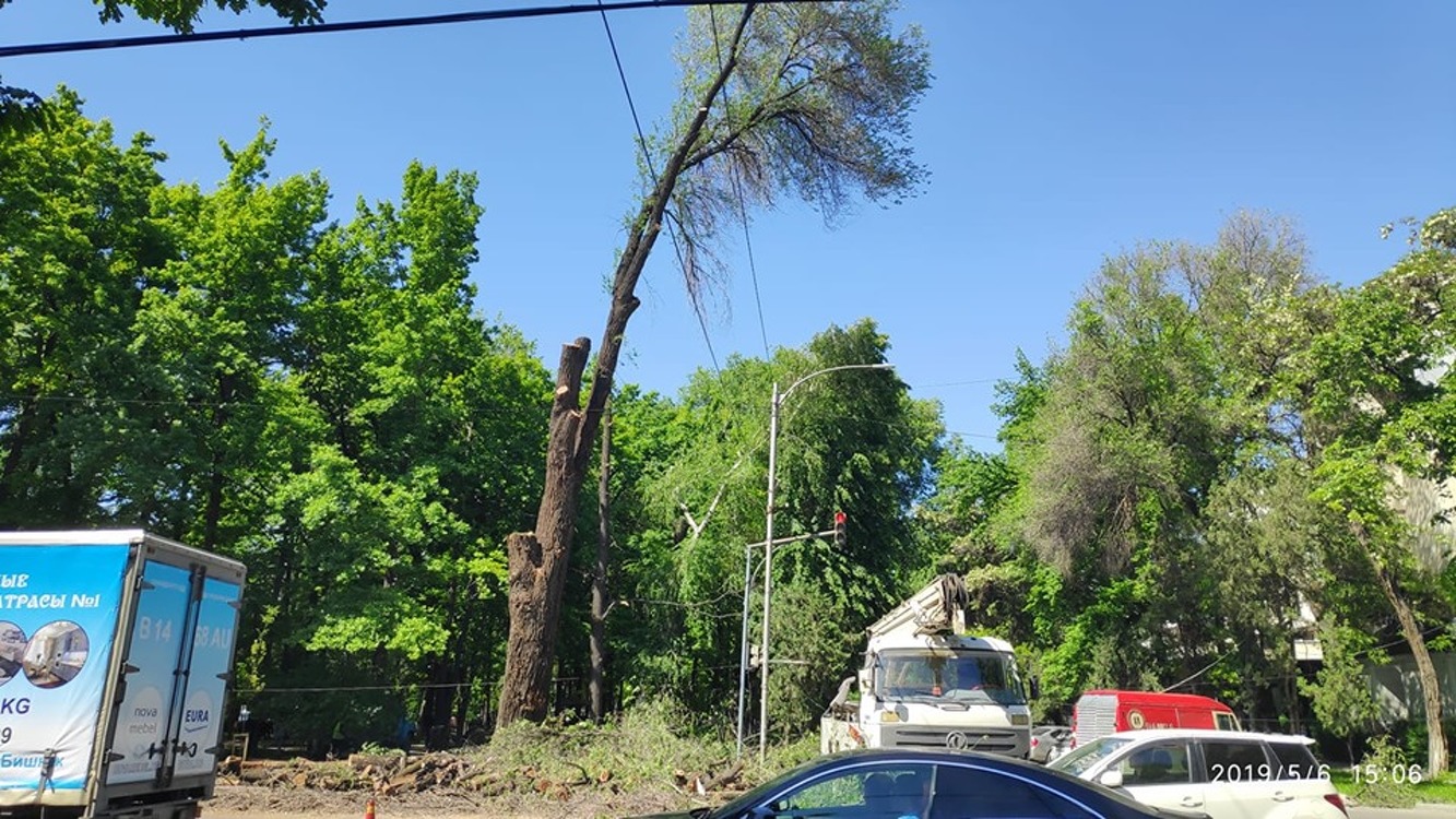 В Бишкеке на бульваре Эркиндик срубили дерево. Бишкекзеленхоз объяснил почему — Today.kg