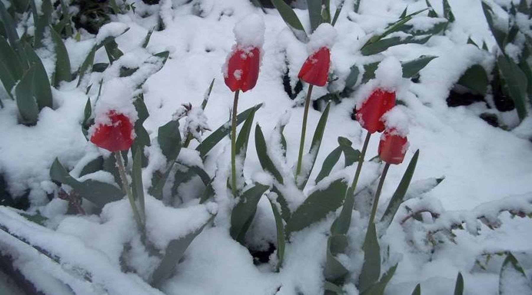 Снег в начале июня. Тюльпаны зимой. Снег в апреле. Апрель и тюльпаны и снег. Тюльпаны зимой Мороз.