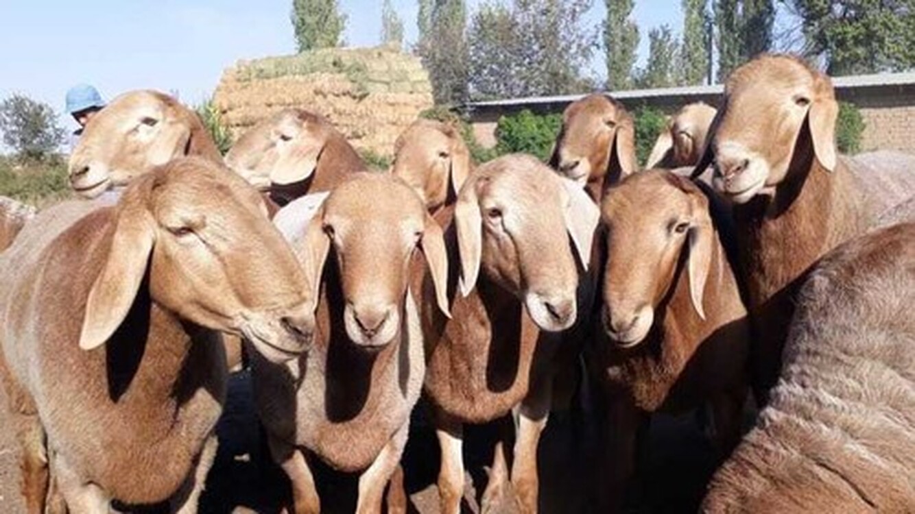 Племенное хозяйство Джети-Огузского района продает в Узбекистан овец от $7 до $10 тыс. за каждую — Today.kg