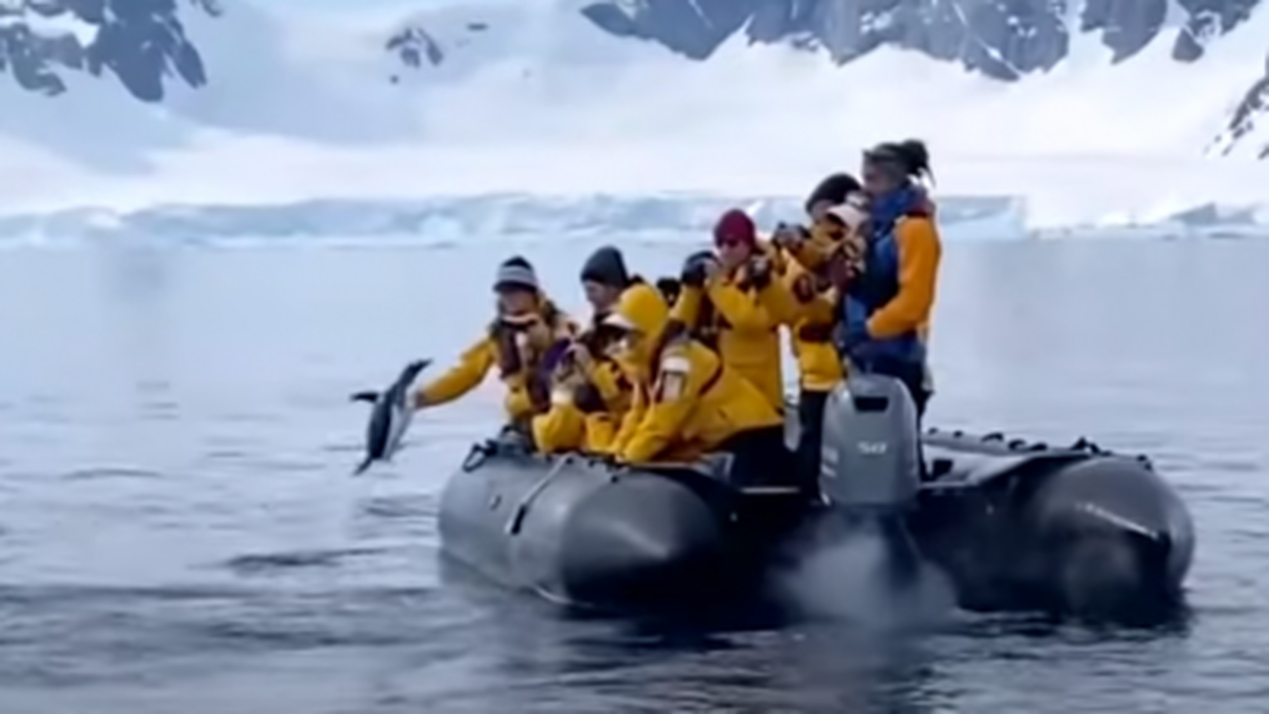 Пингвин спасся от косаток, запрыгнув в лодку к туристам — Today.kg