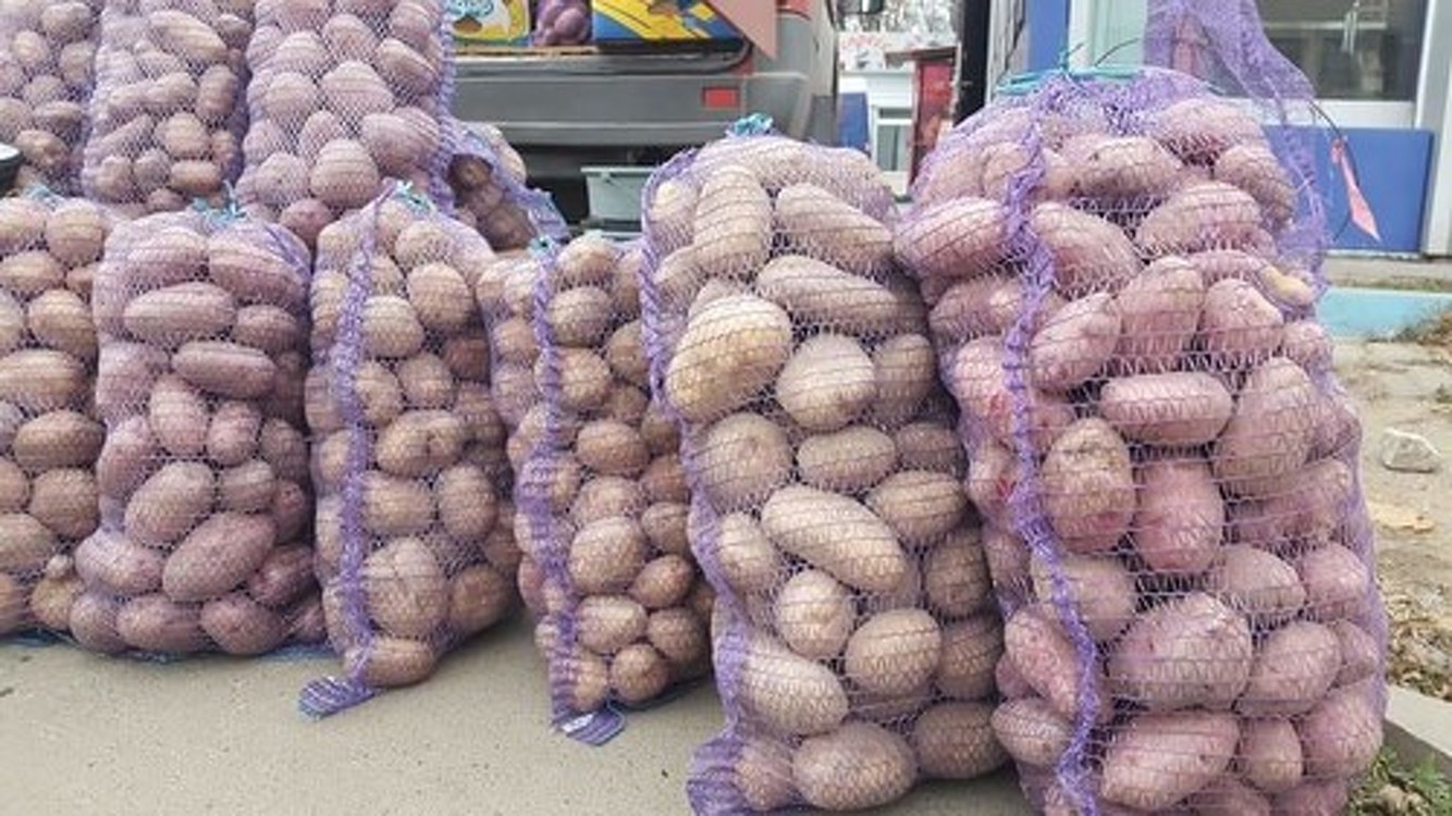 С начала года экспортировано более 9 тыс. тонн картофеля,- правительство — Today.kg