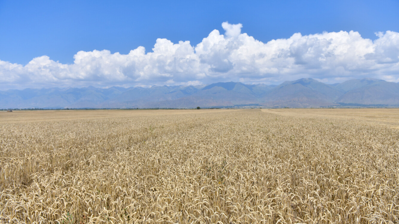 Китай передаст Кыргызстану 1,5 тысячи тонн пшеницы в качестве гумпомощи — Today.kg