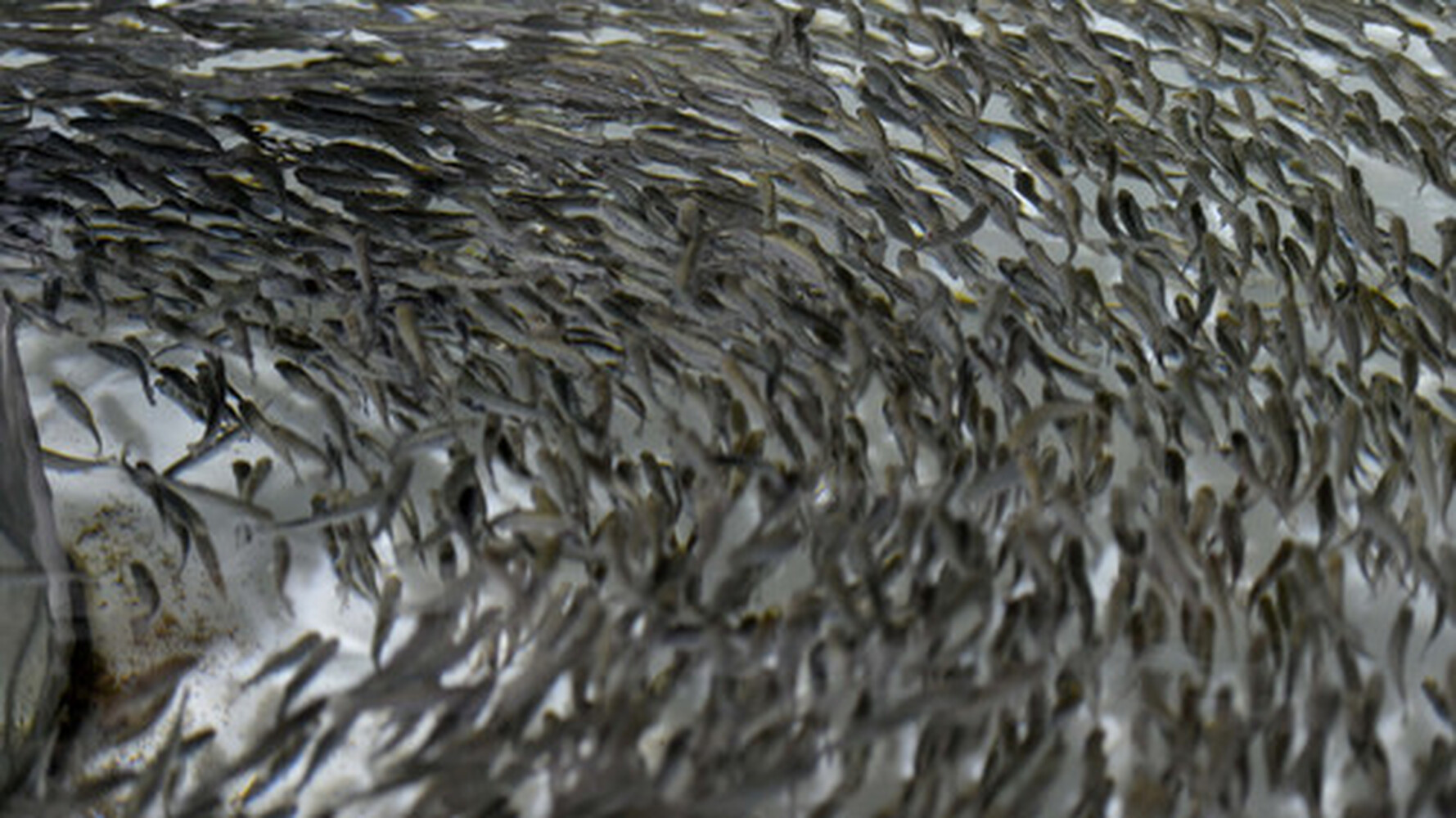 Для зарыбления  Иссык-Куля выведено 4,9 млн молоди рыб — Today.kg