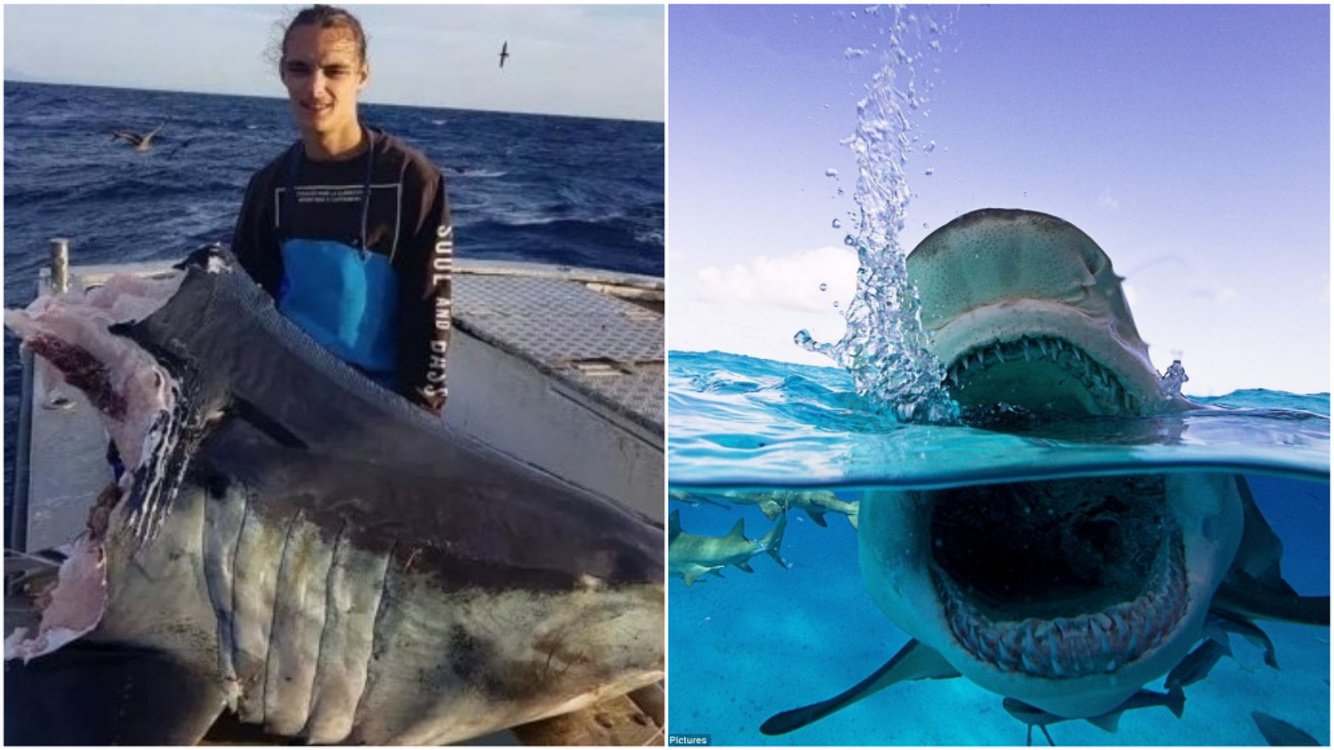 Рыбаки поймали 100-килограммовую голову акулы, откушенную неизвестным хищником — Today.kg