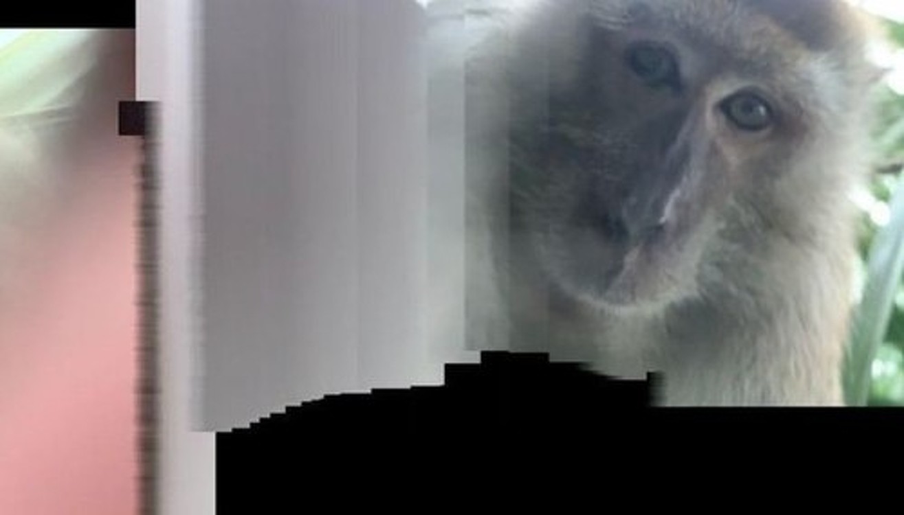 В Малайзии обезьяна украла телефон, сняла видео на гаджет и сделала селфи — Today.kg
