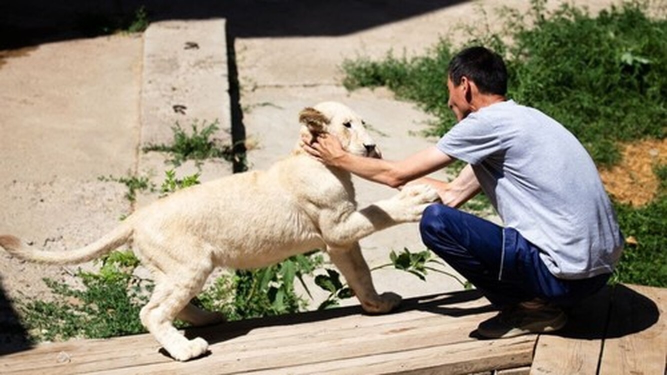 В Ташкентский зоопарк привезли два белых львёнка из ЮАР (фото) — Today.kg
