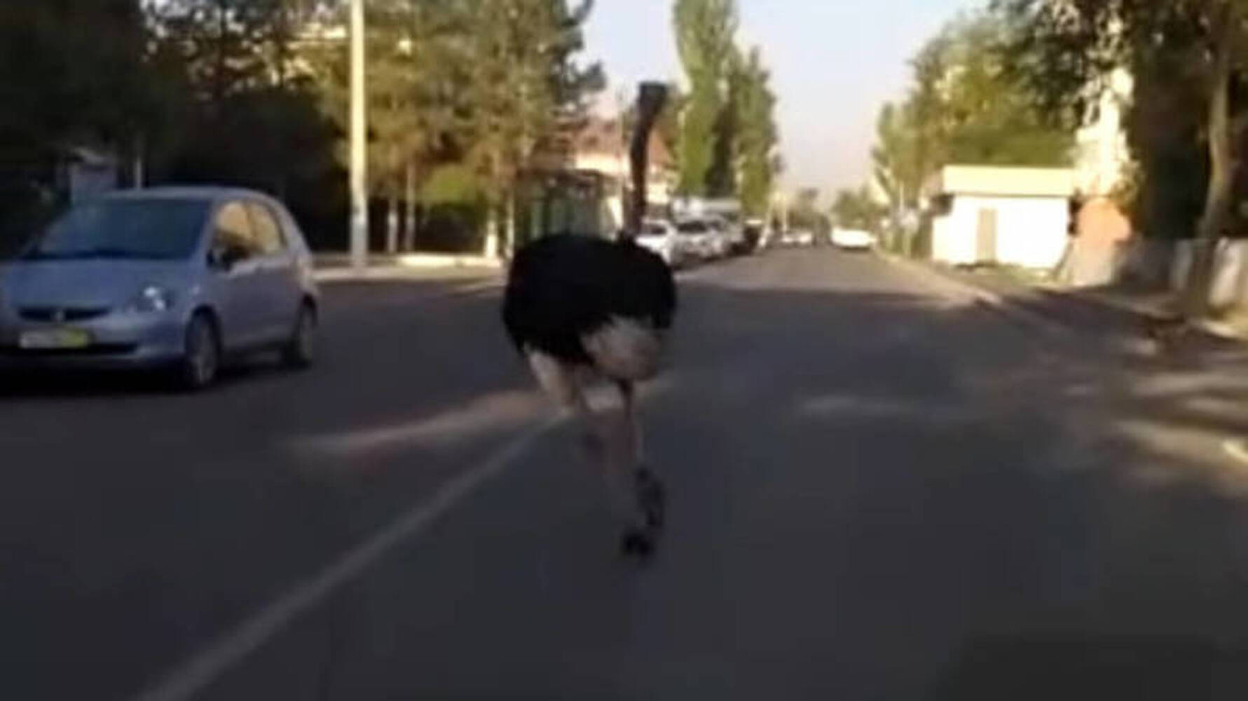 В Бишкеке по улицам бегает страус — Today.kg