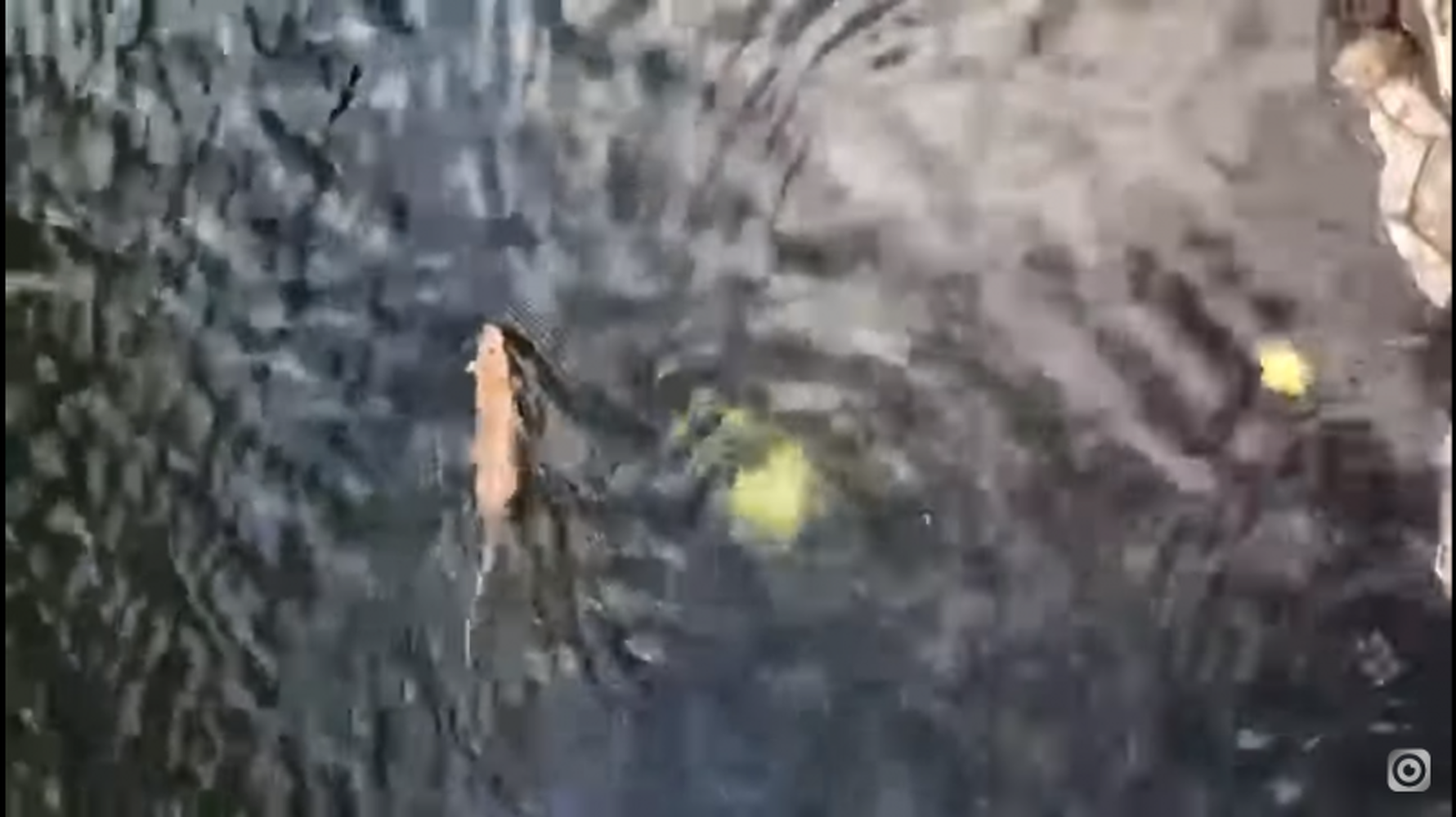 В Шымкенте полчища крыс устроили массовый заплыв на реке Кошкарате. Они наводят ужас на посетителей — Today.kg