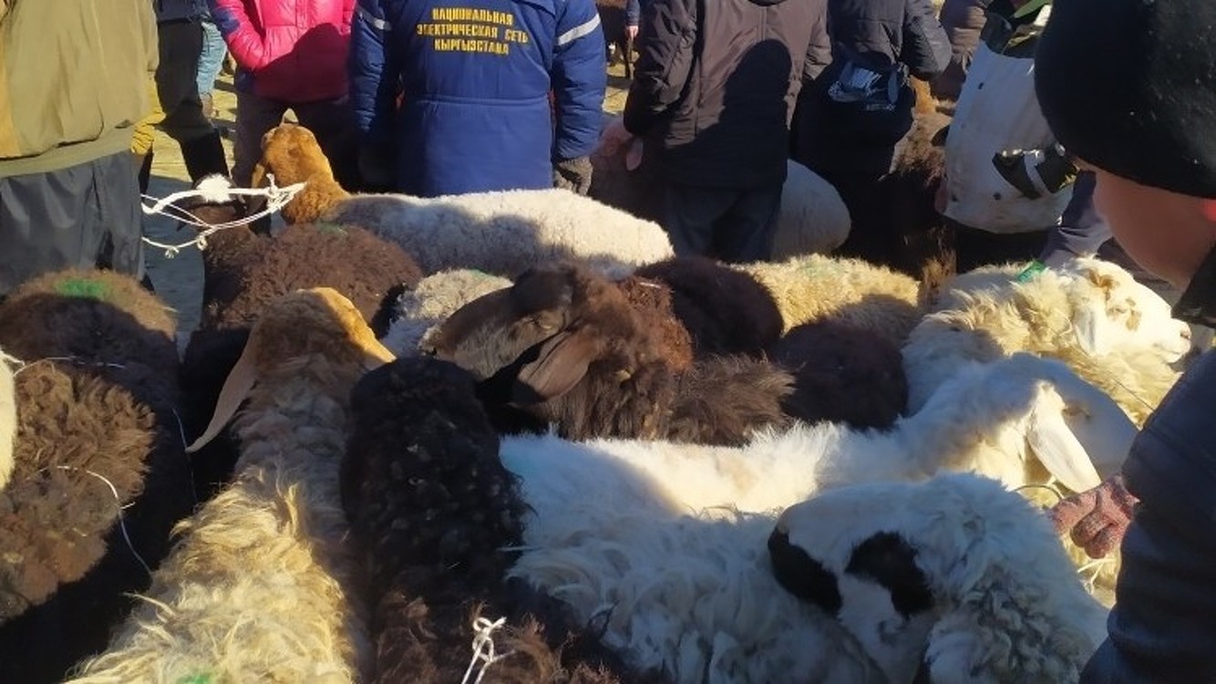 Самый дорогой баран на скотном рынке Жайылского района стоил 28 тыс. сомов — Today.kg