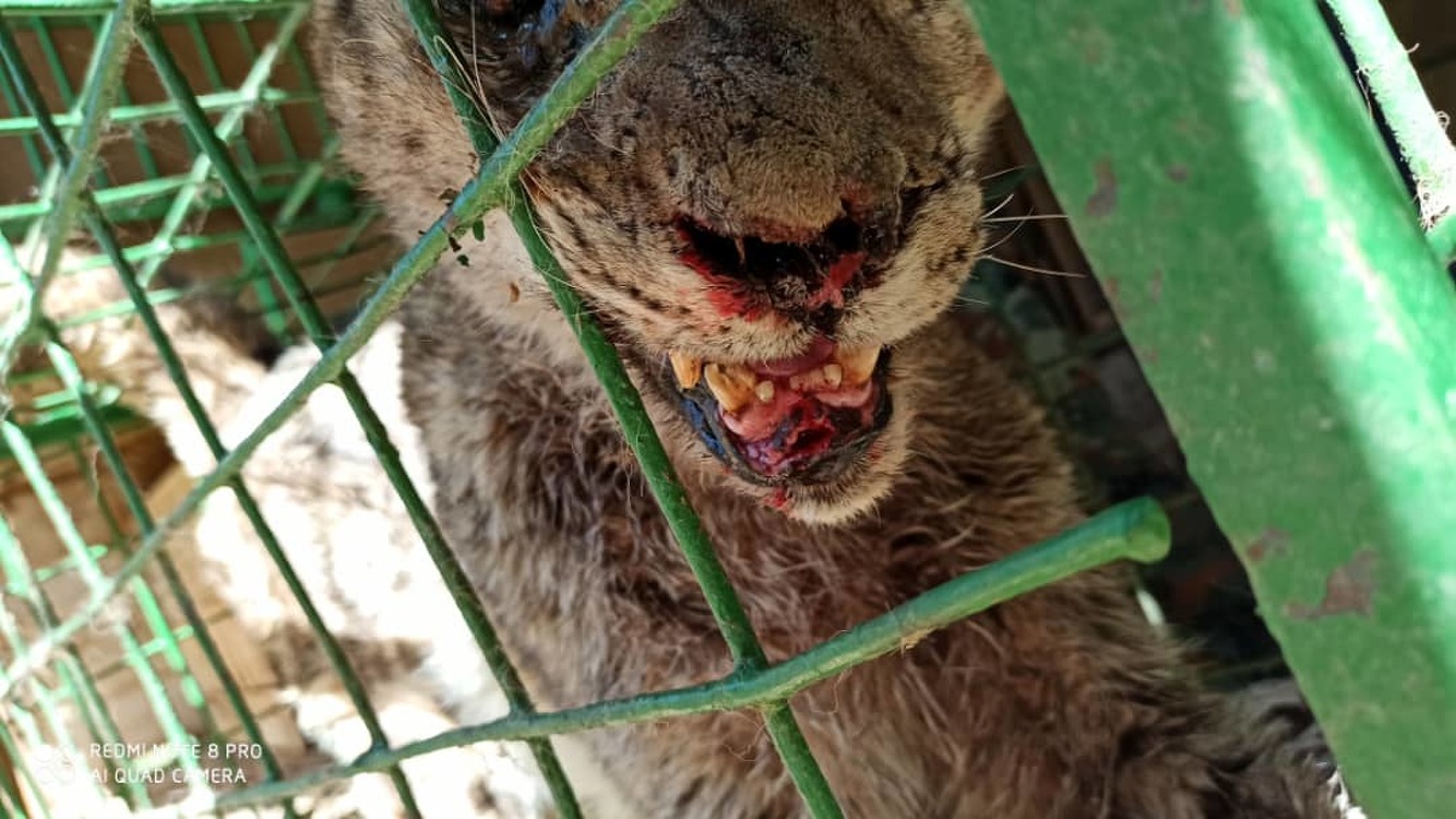 Ослепший глаз, травма лап и морды. Ветеринары осмотрели пожилого барса из Нарына — Today.kg
