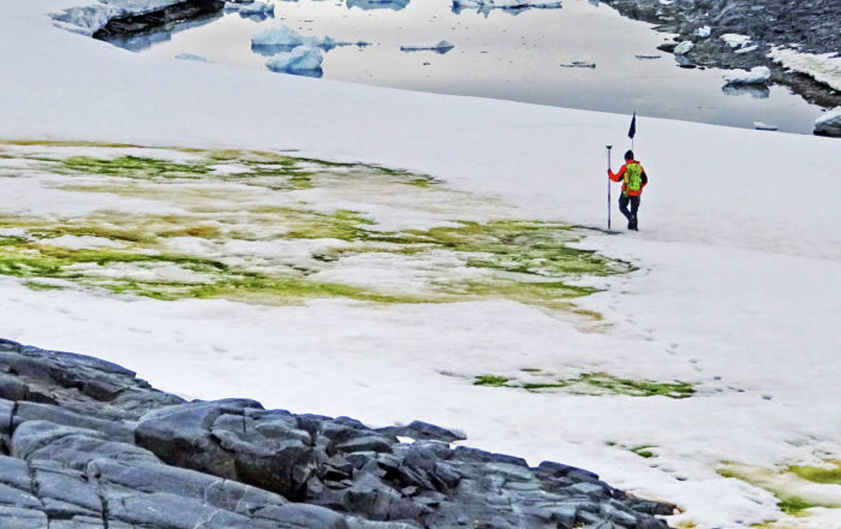 Антарктида позеленела от водорослей. Ученые говорят о начале новой экосистемы — Today.kg