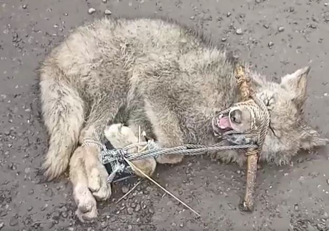 В Бишкеке около школы патрульная милиция поймала волка. Видео — Today.kg