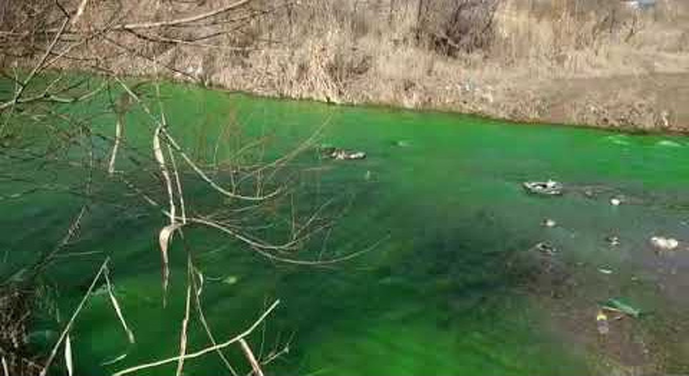 Почему река Аламедин стала зеленой? Депутаты вынесли вопрос на обсуждение в Жогорку Кенеше — Today.kg
