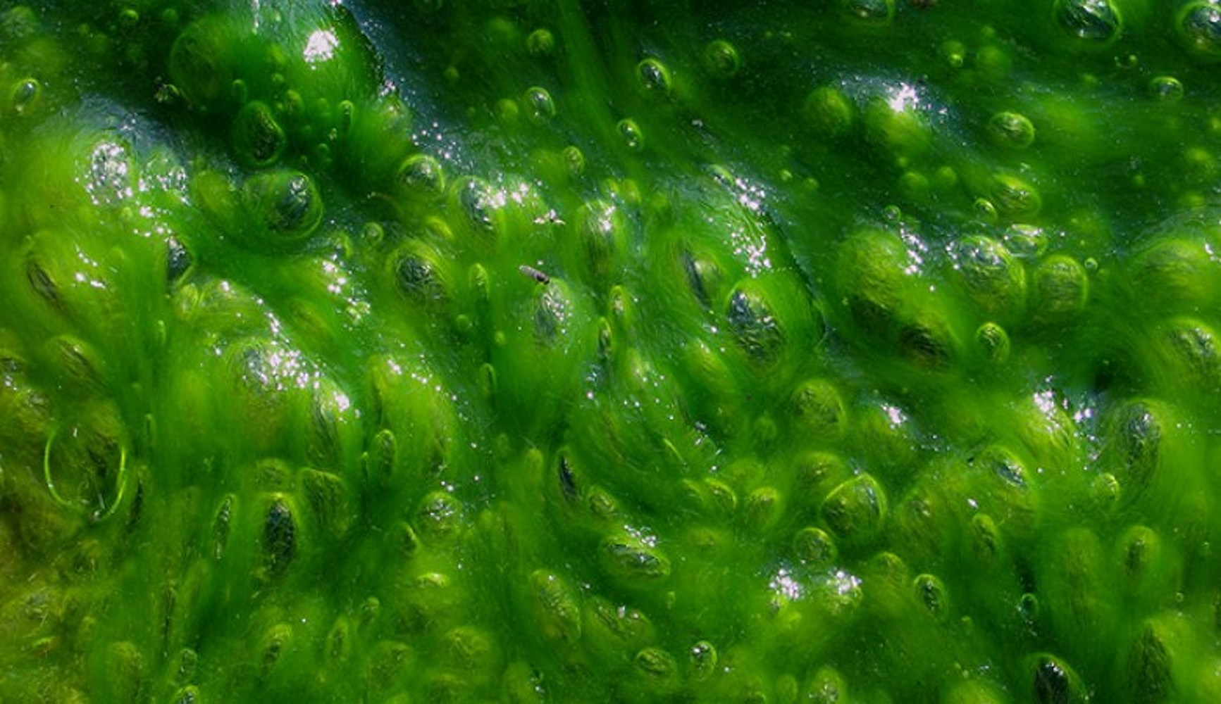 Ученые встревожены аномальным ростом водорослей — Today.kg