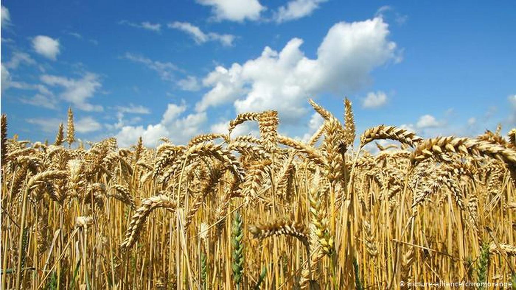 Минэкономики предлагает на полгода запретить вывоз из Кыргызстана пшеницы и пшеничной муки — Today.kg