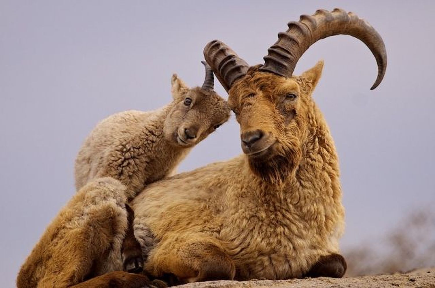 В парламенте Кыргызстана назвали животных, охоту на которых хотят запретить — Today.kg