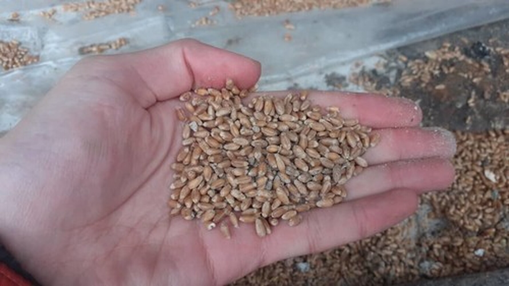 Поводов для беспокойства нет. С 22 сентября будет разбронировано 40 тыс. тонн пшеницы, - Минсельхоз — Today.kg