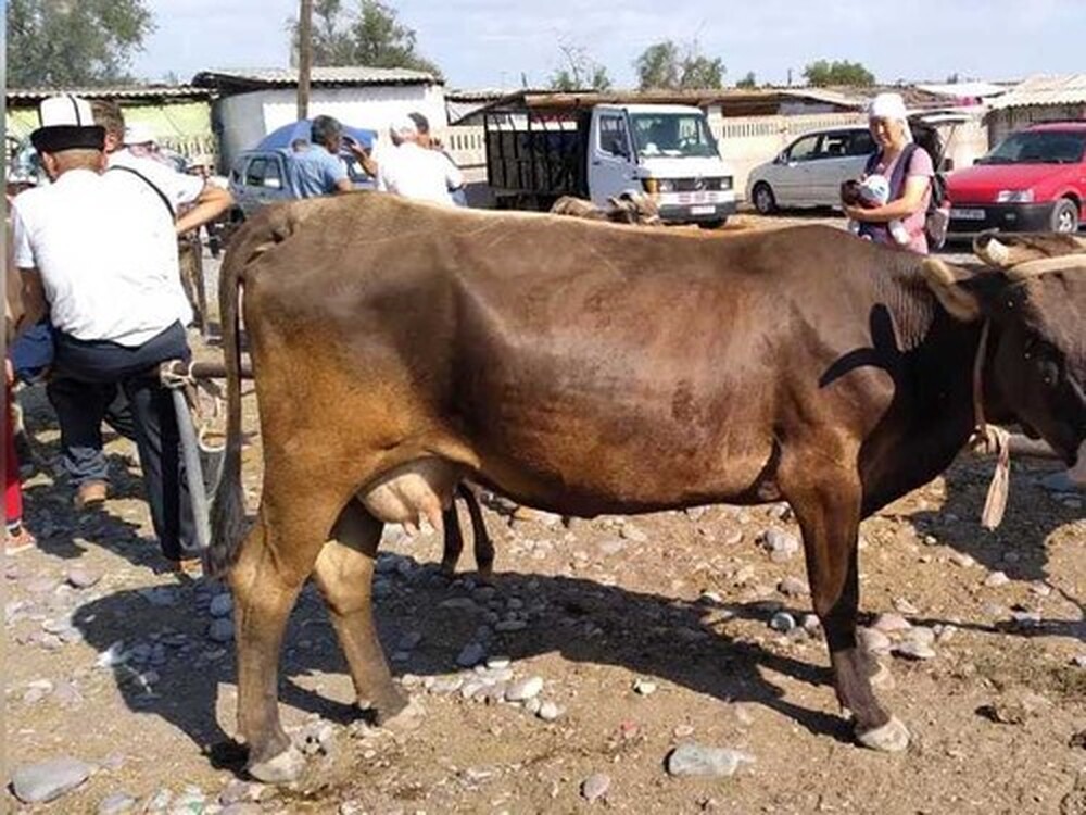 За 2015-2020 годы поголовье крупного рогатого скота в Кыргызстане выросло на 15% — Today.kg