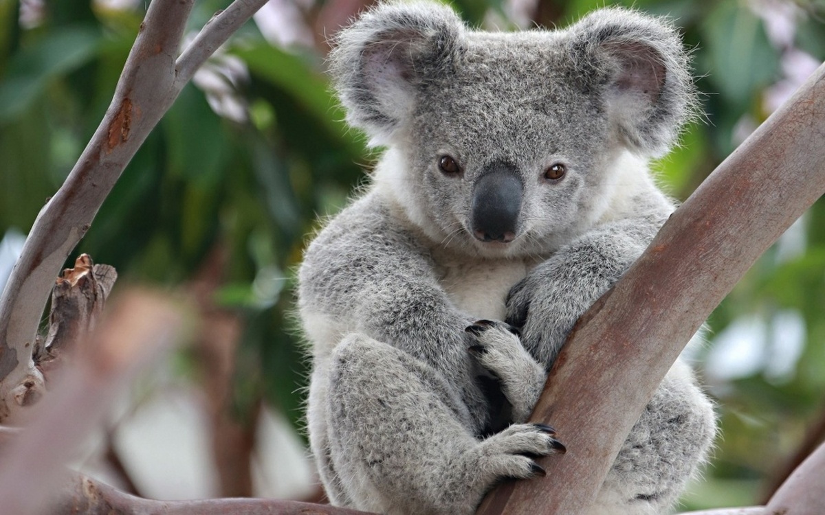Власти Австралии выделят 35 миллионов долларов на защиту коал — Today.kg