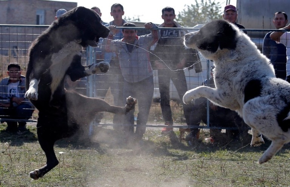 Кровавые бои. The Sun опубликовал снимки собачьих боев в Кыргызстане — Today.kg