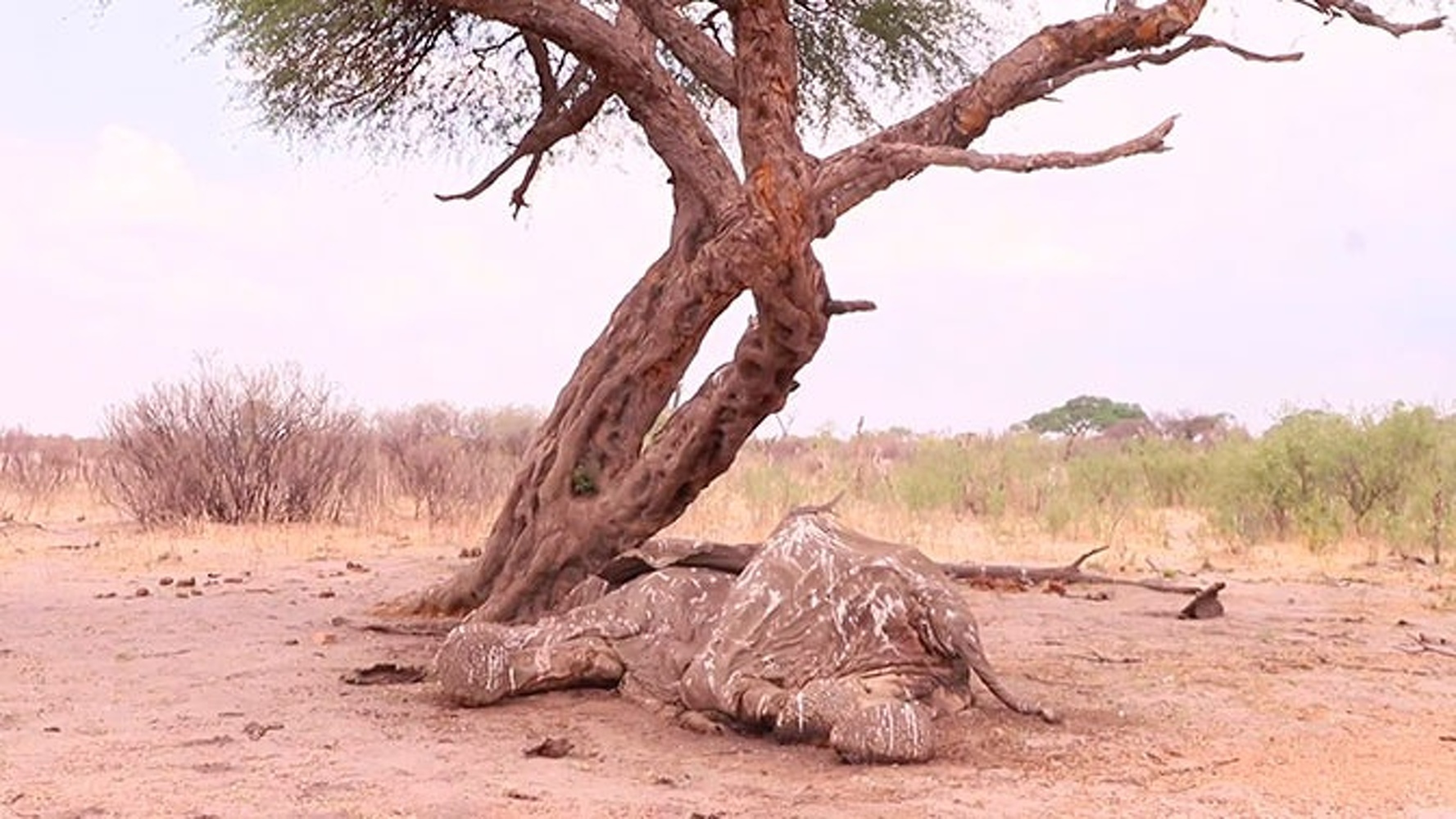 Слоны массово умирают в Африке: жуткие новости из Зимбабве — Today.kg