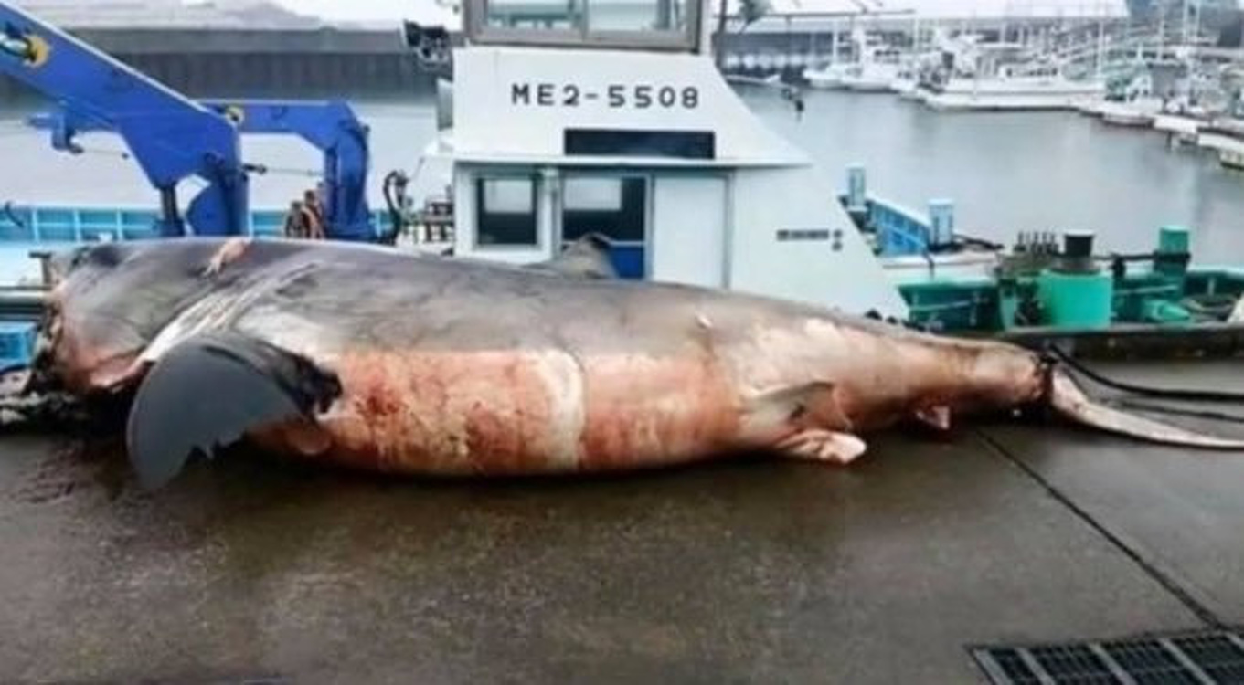 Японские рыбаки поймали гигантскую акулу, погибшую в схватке с черепахой — Today.kg