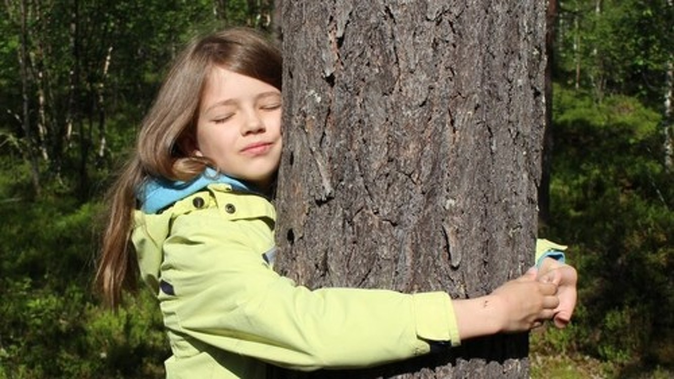 В Финляндии состоится первый в мире чемпионат по обниманию деревьев — Today.kg