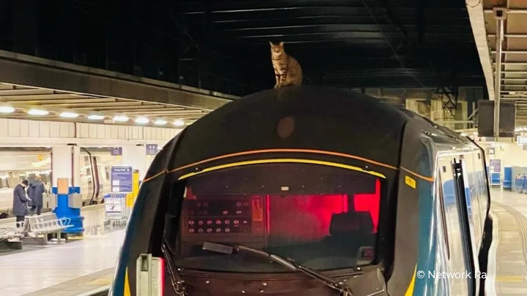 Наглый кот на три часа задержал скоростной поезд в Лондоне — Today.kg