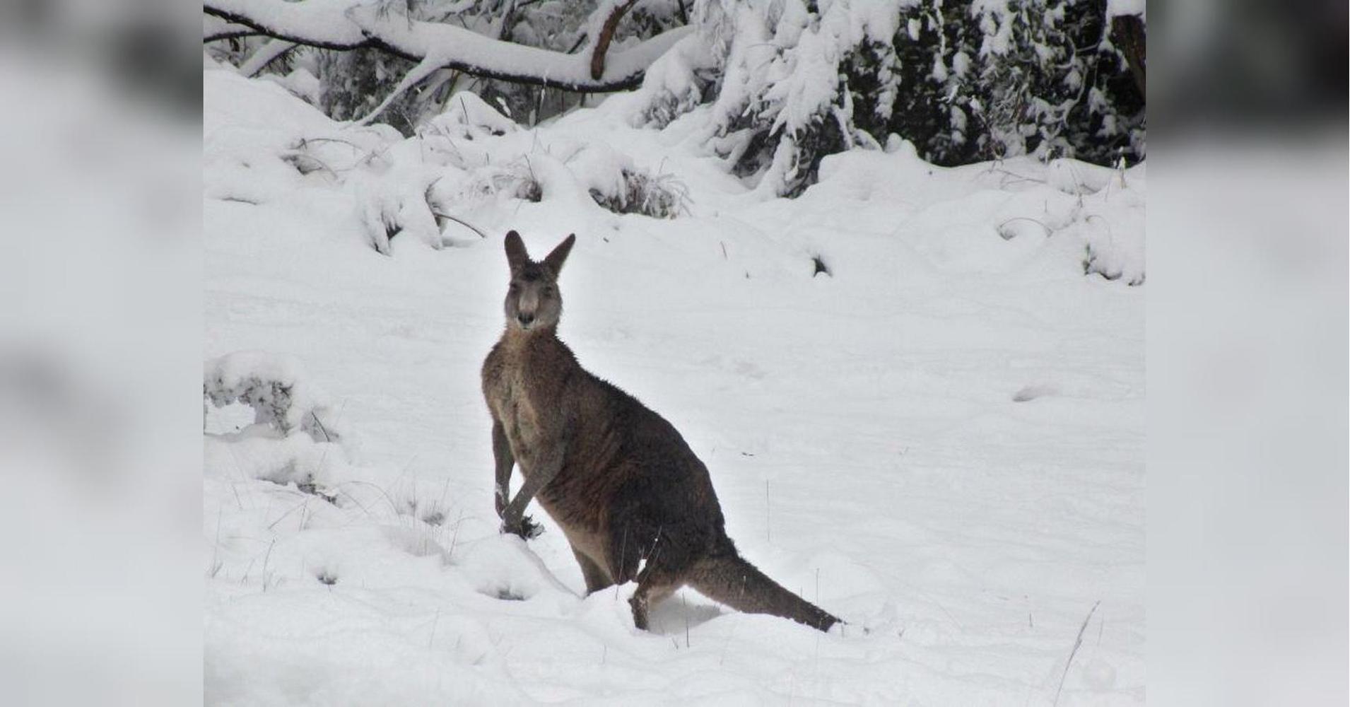 Кенгуру прыгают по снегу, накрывшему часть Австралии впервые за 35 лет. Видео — Today.kg