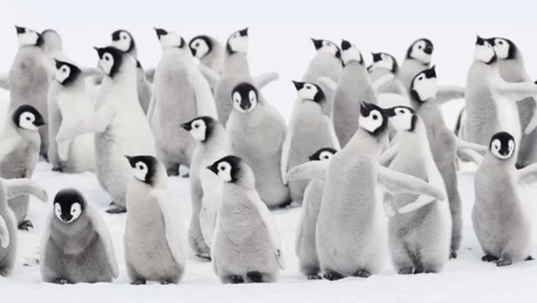 В Антарктике зафиксировали катастрофическое вымирание пингвинов — погибло до 10 тыс. особей — Today.kg