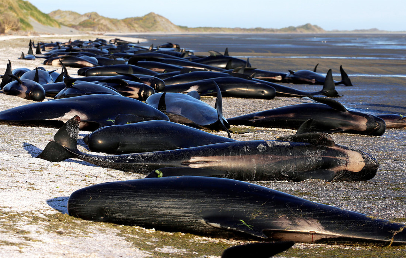 Ученые наконец-то выяснили, почему киты выбрасываются на берег — Today.kg