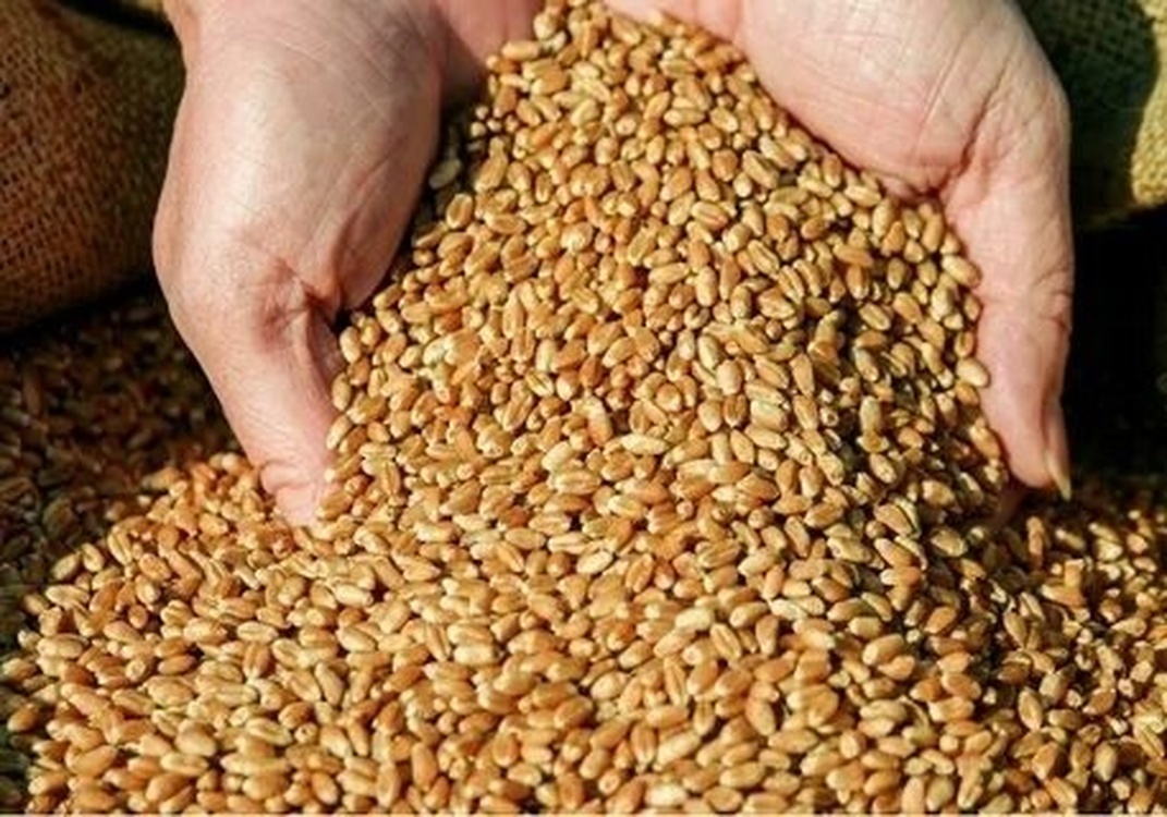 В Кыргызстан из Казахстана поступит одна тысяча тонн семян пшеницы — Today.kg