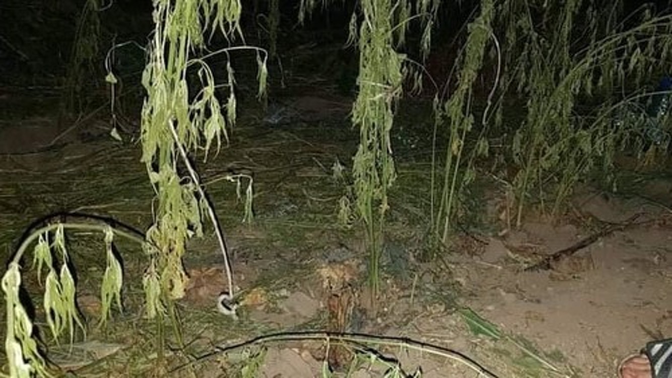 В тепличном хозяйстве в Чуйской области обнаружили «культивированную коноплю» и саженцы каннабиса. Изъято более 160 кг конопли (фото) — Today.kg