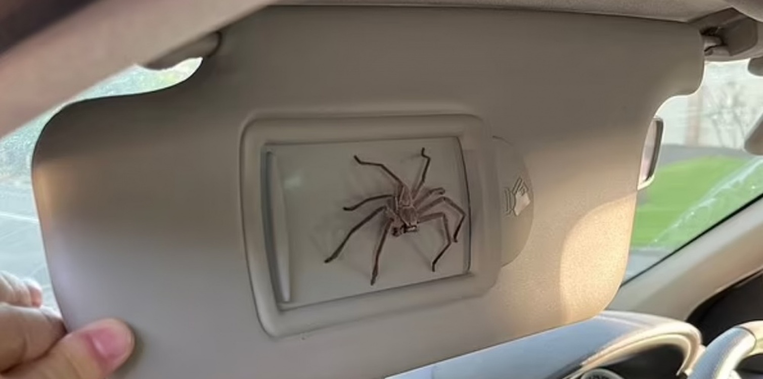 Мужчина нашел в машине паука и сделал его своим питомцем — Today.kg