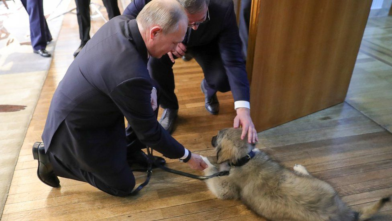 Все животные Путина, которых ему подарили. Фото — Today.kg