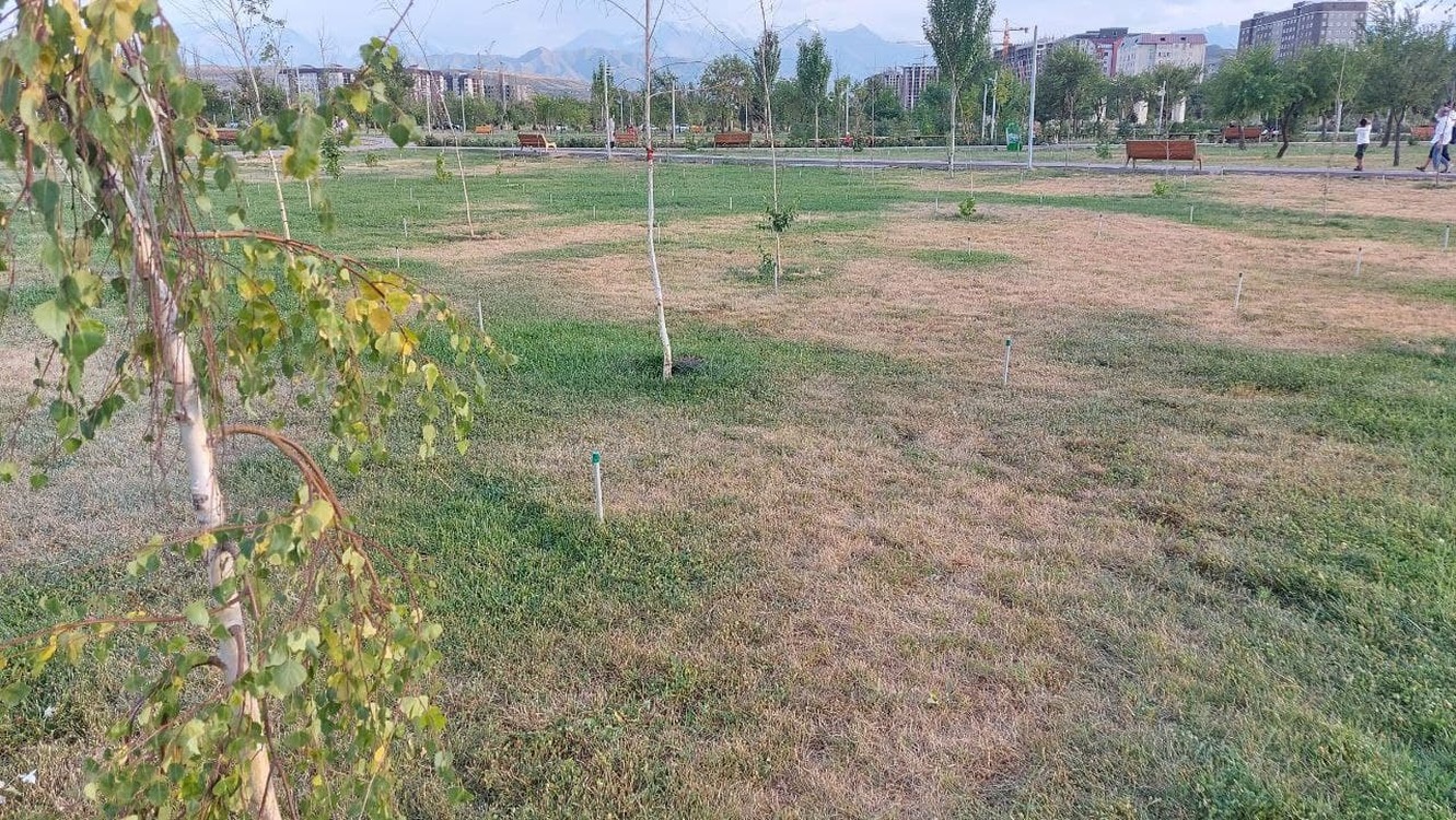 Засуха в Бишкеке: Мэрия установит систему капельного орошения и пробурит новые скважины — Today.kg